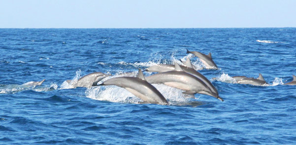kalpititya-dolphin